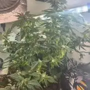 Mental rainbow F1 (HeyAbby420pro)