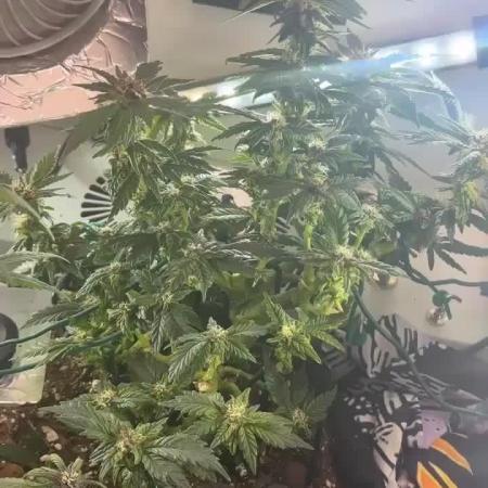 Mental rainbow F1 (HeyAbby420pro)