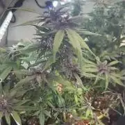 Mini bonsai auto mix (heyabby 420 pro)