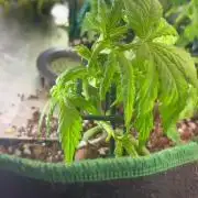 Mini bonsai auto mix (heyabby 420 pro)