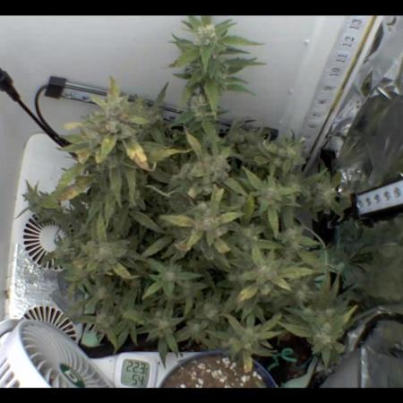 Heyabby420pro (gelato_auto fastbuds)soil