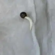 BPP auto RF3 in heyabby420pro