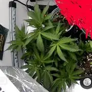 Mental rainbow F1 (HeyAbby420pro)