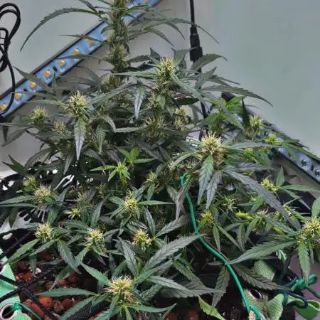 Heyabby420pro (gelato_auto fastbuds)soil