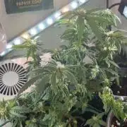 Mental rainbow F1 (HeyAbby420pro)