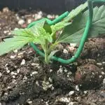 HEYABBY420pro (gelato auto fastbuds)soil
