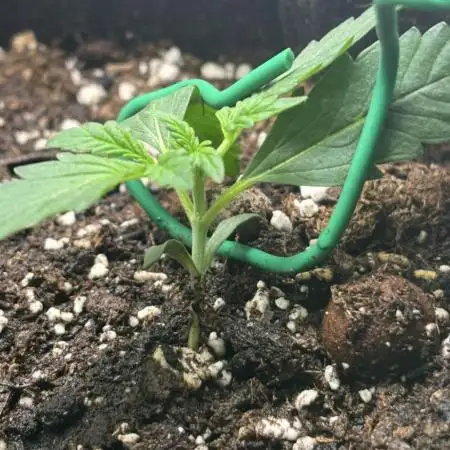 HEYABBY420pro (gelato auto fastbuds)soil