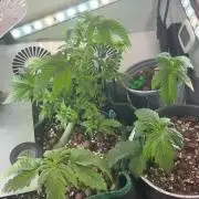 Mini bonsai auto mix (heyabby 420 pro)