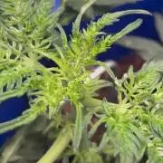 Frosty auto freak hey Abby 420pro
