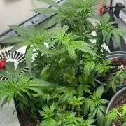 Mental rainbow F1 (HeyAbby420pro)