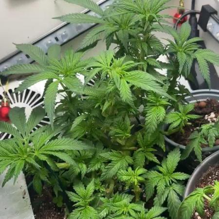 Mental rainbow F1 (HeyAbby420pro)