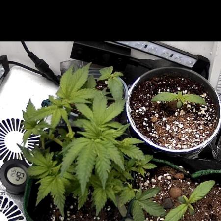 Mental rainbow F1 (HeyAbby420pro)