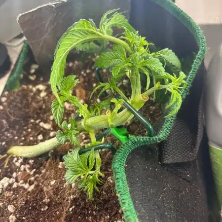 Mental rainbow F1 (HeyAbby420pro)