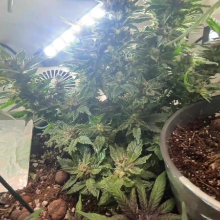 Mental rainbow F1 (HeyAbby420pro)