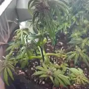 Mini bonsai auto mix (heyabby 420 pro)