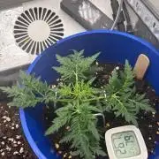 Frosty auto freak hey Abby 420pro