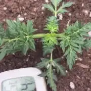 Frosty auto freak hey Abby 420pro