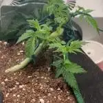 Mental rainbow F1 (HeyAbby420pro)