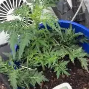 Frosty auto freak hey Abby 420pro