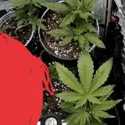 Mini bonsai auto mix (heyabby 420 pro)