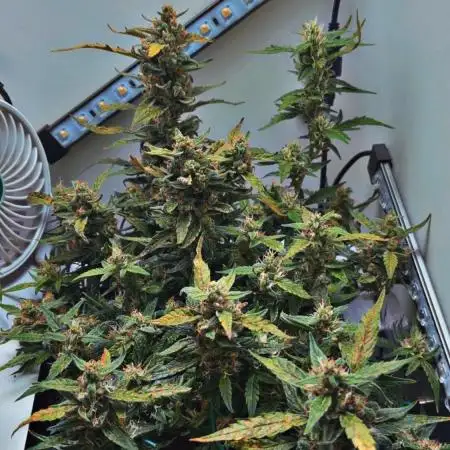 Heyabby420pro (gelato_auto fastbuds)soil