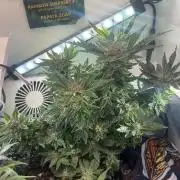 Mental rainbow F1 (HeyAbby420pro)