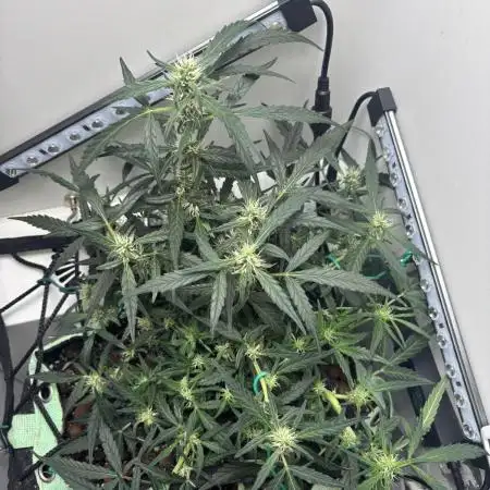 HEYABBY420pro (gelato auto soil mix)