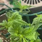 Mental rainbow F1 (HeyAbby420pro)