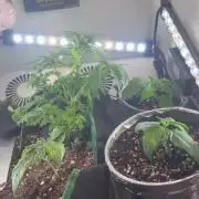 Mini bonsai auto mix (heyabby 420 pro)