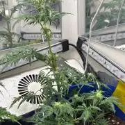 Frosty auto freak hey Abby 420pro