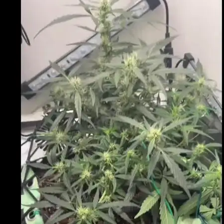 HEYABBY420pro (gelato auto soil mix)
