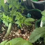 Mental rainbow F1 (HeyAbby420pro)