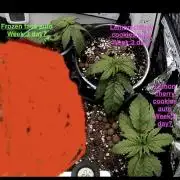 Mini bonsai auto mix (heyabby 420 pro)