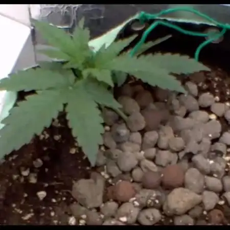 GELATO AUTO  IN HEYABBYSMART BOX