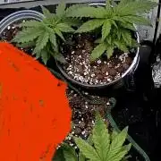 Mini bonsai auto mix (heyabby 420 pro)