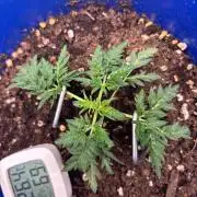 Frosty auto freak hey Abby 420pro