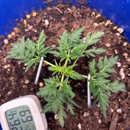 Frosty auto freak hey Abby 420pro