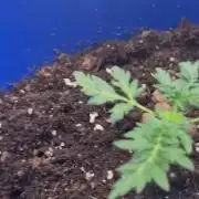 Frosty auto freak hey Abby 420pro