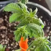 Mini bonsai auto mix (heyabby 420 pro)