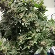 Mental rainbow F1 (HeyAbby420pro)