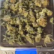 Frosty auto freak hey Abby 420pro