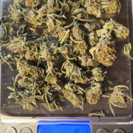 Frosty auto freak hey Abby 420pro