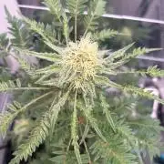 Frosty's purple Freak hey abby