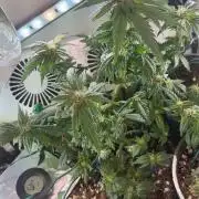 Mental rainbow F1 (HeyAbby420pro)