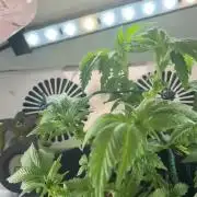 Mental rainbow F1 (HeyAbby420pro)