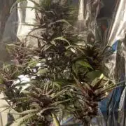 Mini bonsai auto mix (heyabby 420 pro)