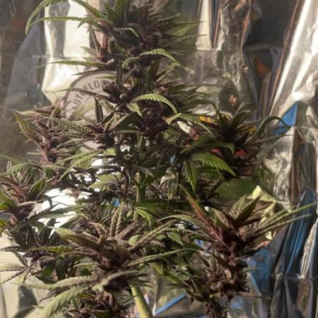 Mini bonsai auto mix (heyabby 420 pro)