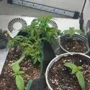 Mental rainbow F1 (HeyAbby420pro)