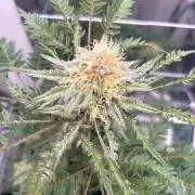 Frosty's purple Freak hey abby