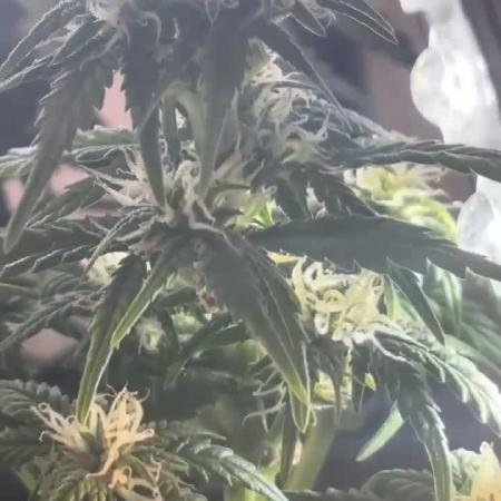 Mini bonsai auto mix (heyabby 420 pro)